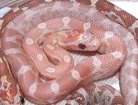 HypoLavmale.JPG