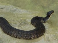westerncottonmouth4.jpg