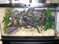 Lily's Viv 001_800.jpg