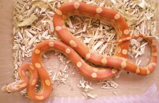 ultramelmotley (2).jpg