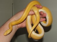 031807 brett fs (15).JPG