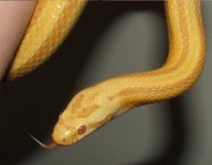 031807 brett fs (17).JPG