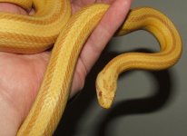 031807 brett fs (20).JPG