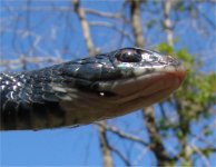 black_racer_7.jpg
