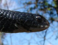 black_racer_8.jpg
