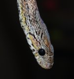 DSC_0033.JPG