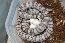 Luna & eggs.JPG