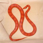 Corn-Amel Bloodred CB02 Male (Medium).jpg