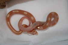 080806 023.jpg