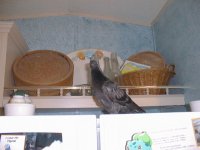 Milly0724_04.jpg
