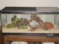 ReptilesArachnids 014.jpg