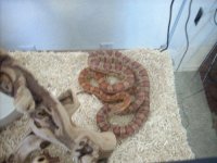 ReptilesArachnids 016.jpg