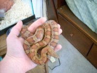 ReptilesArachnids 020.jpg