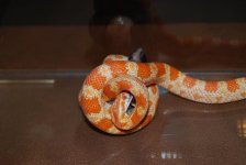 Salazar constricting - edited.jpg