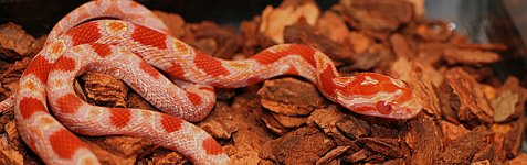 1-snake.jpg