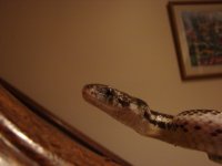DSC04371.JPG
