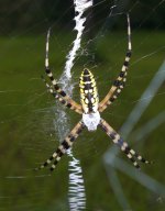 Zee June 2008 008.jpg