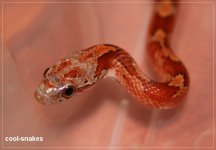 bloodred het 001.jpg