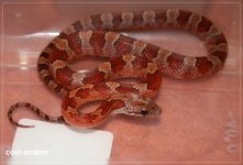 bloodred het  002.jpg
