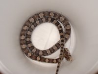 F_20080328.jpg