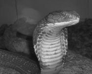 King Cobra B&W.jpg