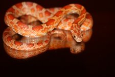comp_IMG_1159.jpg