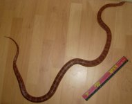 Jake Measure2.jpg