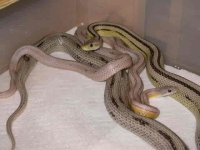 Dilute Anery Stripe X Anery Stripe (ROB).JPG