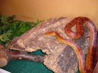 Jakey in Viv2.jpg