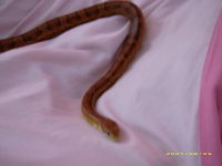 Jake on Bed2.jpg