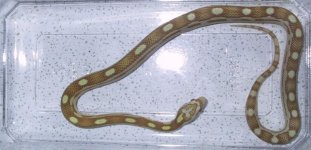 buttermot2.jpg