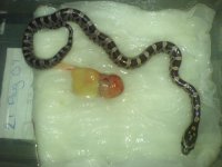 Alpha invitation 044.jpg