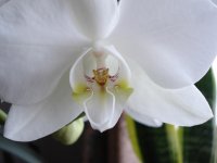 Orchid.jpg