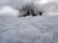 SnowCristals.jpg