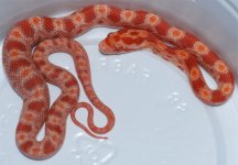 cornsnake.jpg