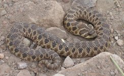 hognose.jpg