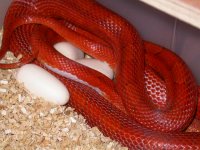 My Cornsnakes 004.jpg