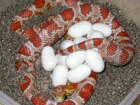 My Cornsnakes 001.jpg