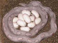 My Cornsnakes 003.jpg