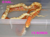 lolsnakes.jpg