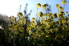 yello flowers.jpg