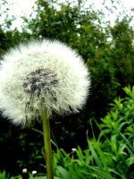 dandelion.jpg