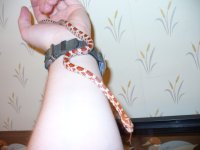 snaketongue.jpg