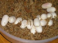 ambereggs1.jpg