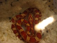 Corn_Hypo.jpg