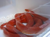Corn_HypoBloodPied.jpg