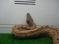 BloodPython001.jpg