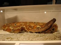 BloodPython002.jpg