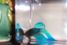 fishy.jpg