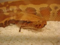 BloodPython003.jpg